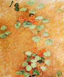 Nasturtiums 1