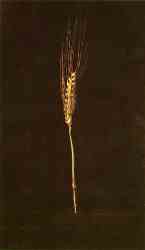 Wheat Ear (1947)