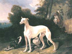 A Greyhound In An Extensive Landscape