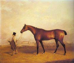 Emlius - Winter Of The Derby - Held By A Groom At Doncaster