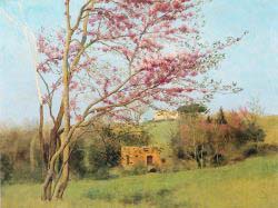 Landscape - Blossoming Red Almond