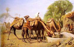 Camels At The Trough