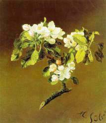 A Spray Of Apple Blossoms