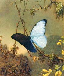 Blue Morpho Butterfly