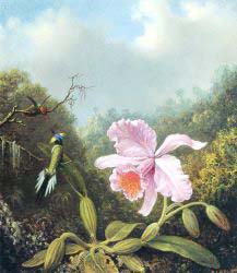 Fighting Hummingbirds With Pink Orchid