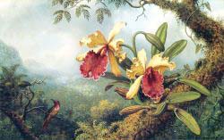 Orchids And Hummingbird 3