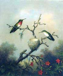 Ruby-Throated Hummingbird