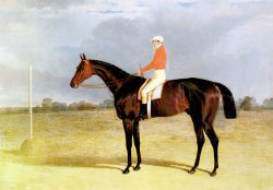 A Dark Bay Racehorse With Patrick Connolly Up