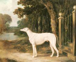 Vandeau - A White Greyhound