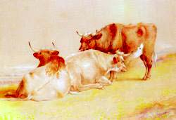 Cattle Resting 1