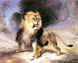 A Lion