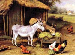 Chickens And Donkeys Feeding Outside A Barn