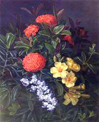 Allemanda, Ixora And Orchids