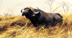 An African Buffalo