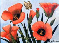 Mariposa Con Amapolas