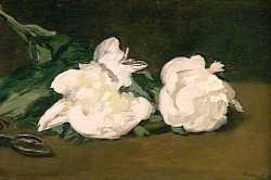 Branche De Pivoines Blanches Et Secateur - 1964