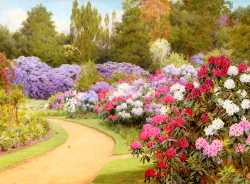 The Rhododendron Walk