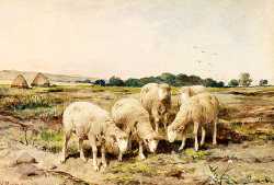 Grazing Sheep