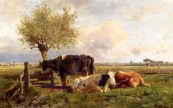 Resting Cows