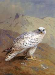 A Greenland (or Gyr Falcon)