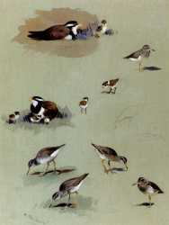 Study Of Sandpipers Cream Coloured Coursers And Other Birds