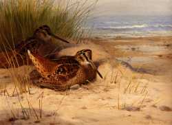 Woodcock Nesting On A Beach