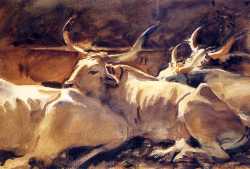 Oxen In Repose