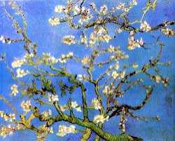 Blossomong Almond Tree