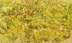 A Field Of Yellow Flowers