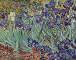 Irises