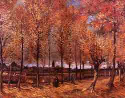 Lane With Poplars