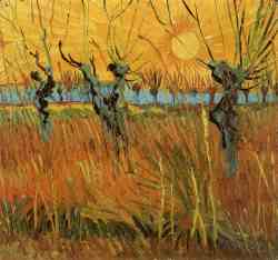 Willows At Sunset