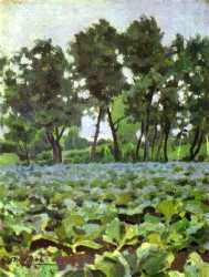 Cabbage Field With Willows