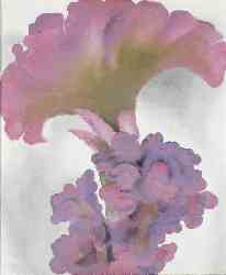 Coxcomb