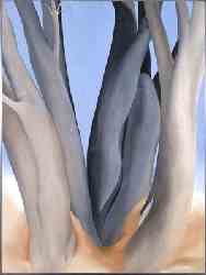 Dark Tree Trunks