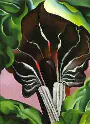 Jack-in-Pulpit - No. 2