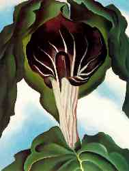 Jack-in-the-Pulpit No. Iii