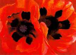 Oriental Poppies