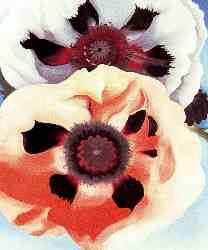 Poppies