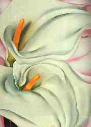 Two Calla Lilies On Pink