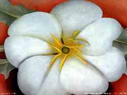 White Flower On Red Earth