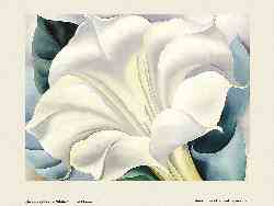 White Trumpet Flower