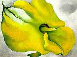 Yellow Calla
