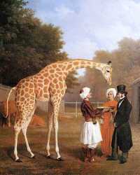 The Nubian Giraffe