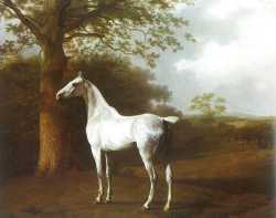 White Horse In Pasture