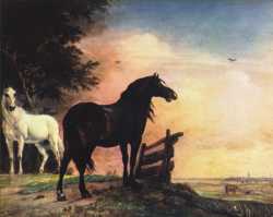 Horses In A Field