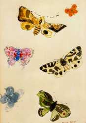 Mariposas