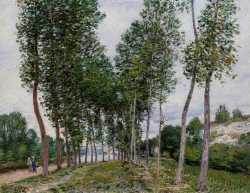 Lane Of Poplars On The Banks Of The Loing