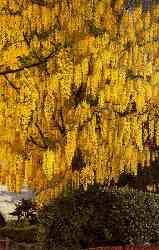 Laburnum