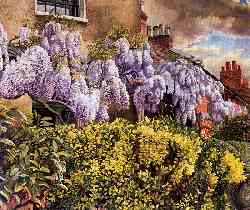 Wisteria. Cookham